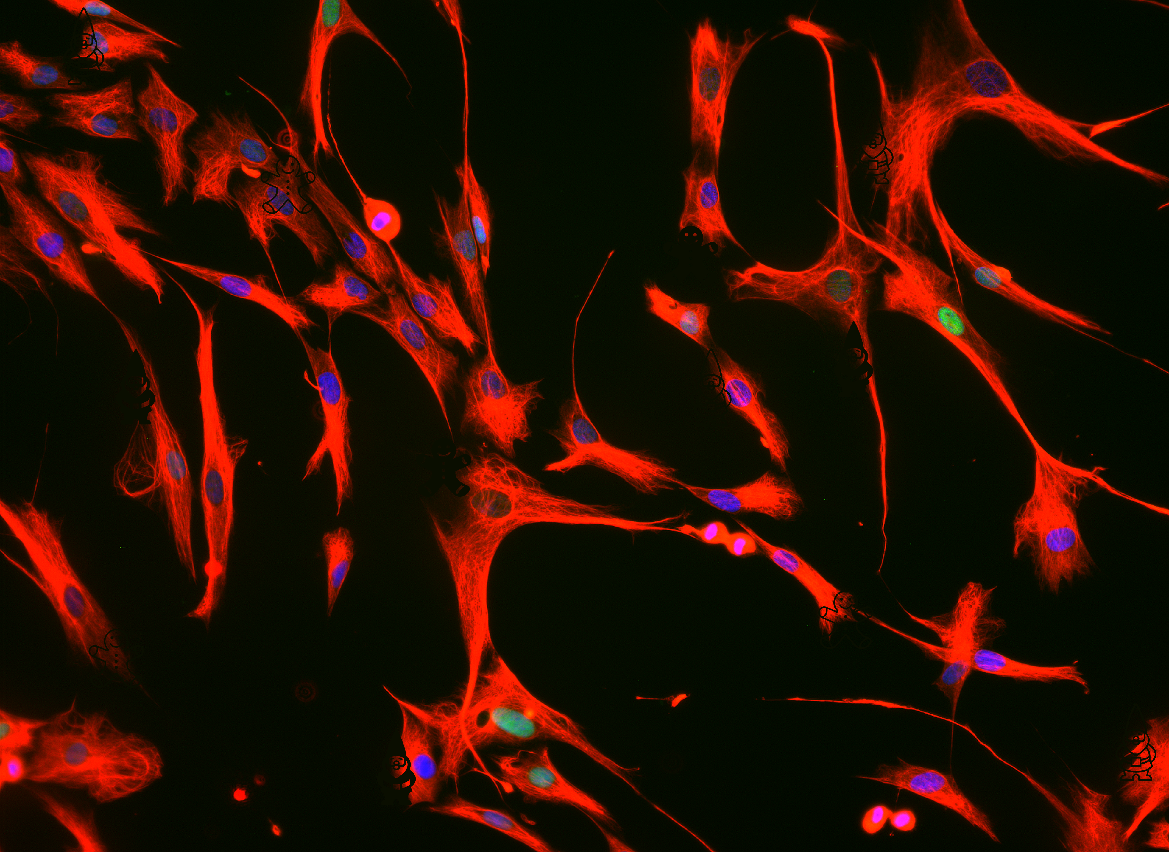 Colored fibroblast culture with hidden gingerbread men.