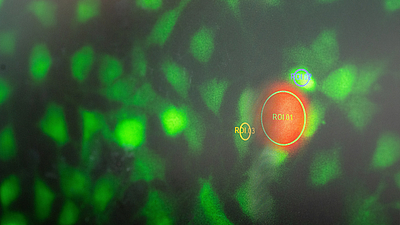 A nanorobot (orange) in Prof. Berna Özkale Edelmann's laboratory. The scientist wants to use such tiny robots and so-called smart microgels to influence the development of stem cells. This and eight other research projects will be funded with ERC Starting Grants. Image: Astrid Eckert / TUM