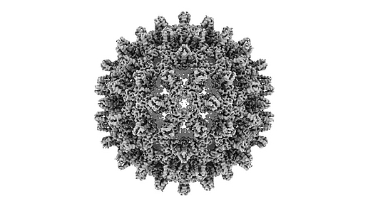Hepatitis B Virus Capsid Bild: Christian Sigl / TUM Hepatitis B Virus Capsid Bild: Christian Sigl / TUM