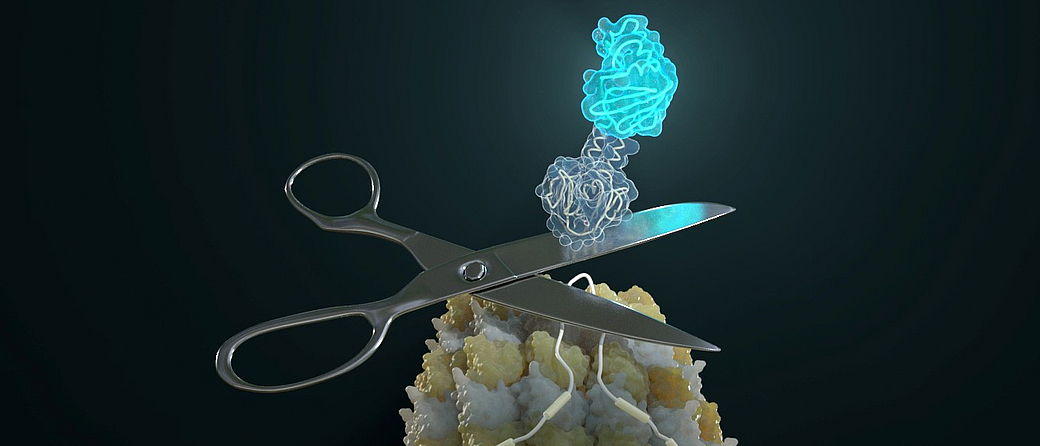 Designer-Protein schneidet sich selbst nichtinvasiv aus dem Isoform heraus. Bild: Barth van Rossum
