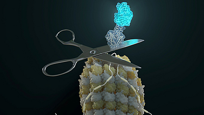 Designer-Protein schneidet sich selbst nichtinvasiv aus dem Isoform heraus. Bild: Barth van Rossum