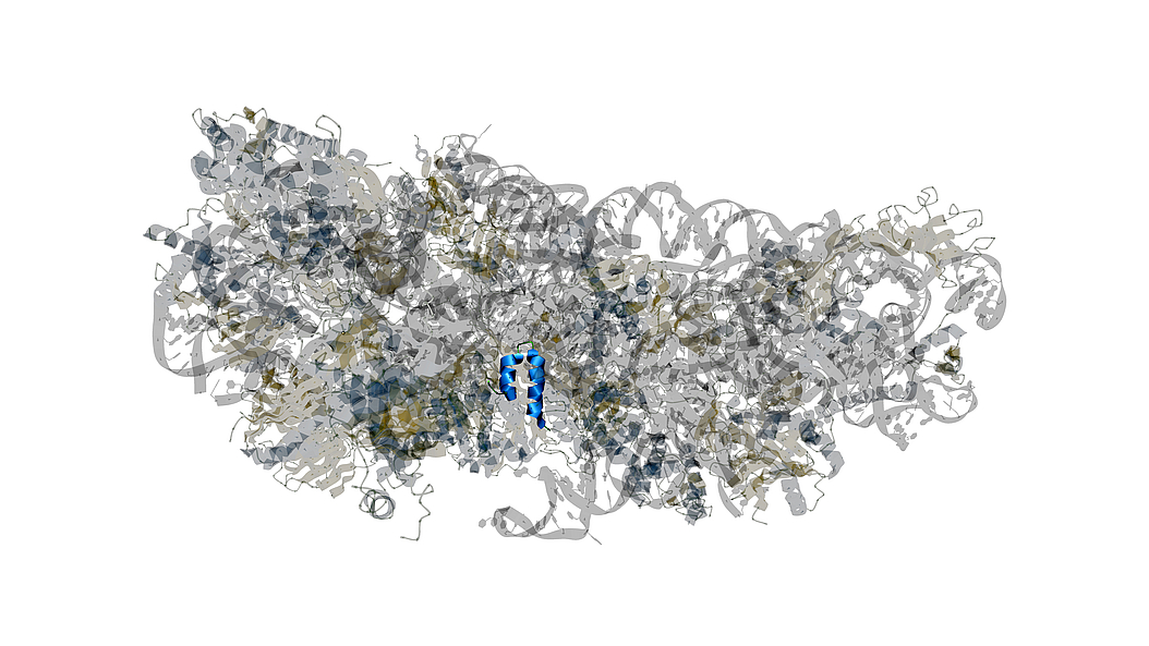 Structure of the SARS-CoV-2 protein NSP1 (blue) in complex with a host ribosome (grey). NSP1 blocks the translation of host mRNA in infected cells. Image: Seán O'Donoghue / Garvan Institute