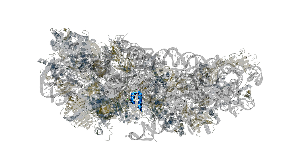 Structure of the SARS-CoV-2 protein NSP1 (blue) in complex with a host ribosome (grey). NSP1 blocks the translation of host mRNA in infected cells. Image: Seán O'Donoghue / Garvan Institute