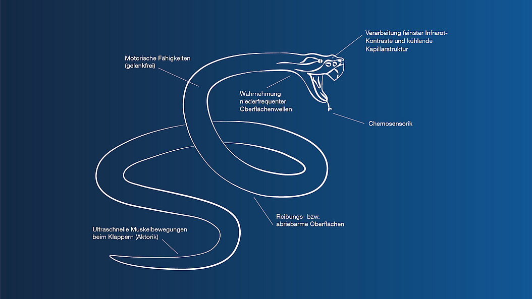The picture shows a drawing of a snake. Anatomical features that might inspire technological solutions are highlighted. The picture shows a drawing of a snake. Anatomical features that might inspire technological solutions are highlighted.