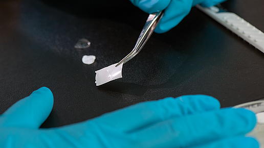 When dry, the novel biomolecular film can be picked up with tweezers and can easily be placed onto a wound. Image: Astrid Eckert / TUM