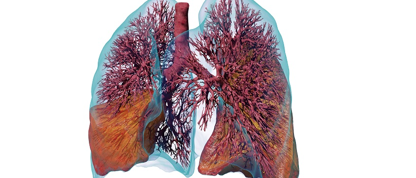 Digital twin of a human lung. Image: Jakob Richter / Ebenbuild
