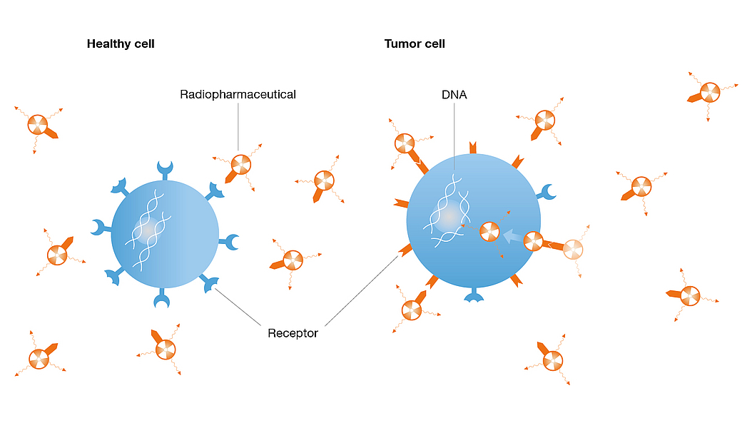 The schematic shows how radiopharmaceuticals destroy a tumor cell. 