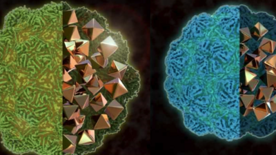 Two kinds of nanocompartments with different sizes that contain metal particles and thus can be easily distinguished in an Electron Microscopy.  Image: B. van Rossum / FMP