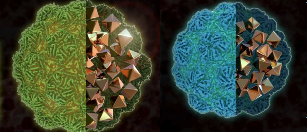 Two kinds of nanocompartments with different sizes that contain metal particles and thus can be easily distinguished in an Electron Microscopy.  Image: B. van Rossum / FMP