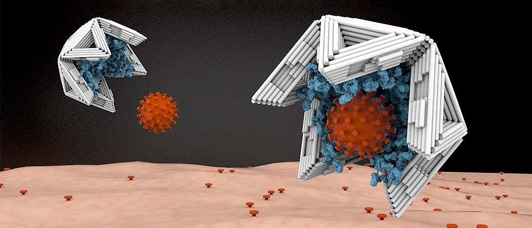 Auf der Innenseite mit Virus-bindenden Molekülen ausgekleidet, binden Nano-Halbschalen aus DNA-Material Viren an sich und machen sie damit unschädlich. Bild: Elena-Marie Willner / DietzLab