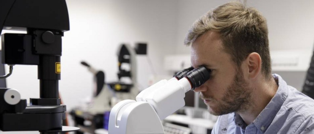 First author Benedikt Buchmann at the microscope. Through time-resolved observation of the cells, the research team was able to investigate the interactions between the organoid cells and the surrounding collagen in detail. Image: M. Kratzer / TUM