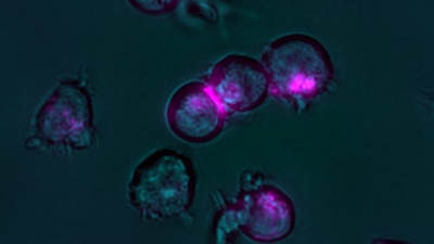 Zellcluster und fluoreszierende (rot) Nanoschalter. (Bild: Benjamin Kick, Klaus Wagenbauer, Jonas Funke / TUM)