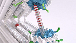 Pinzetten-Struktur aus zwei starren DNA-Balken, die durch ein Gelenk verbunden sind. Pinzetten-Struktur aus zwei starren DNA-Balken, die durch ein Gelenk verbunden sind.