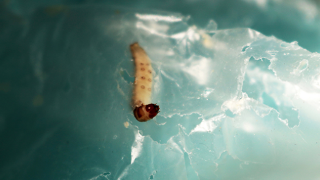 When waxworms eat plastics, the bacteria and enzymes in the worm’s digestive system break down their components in such a way that they can subsequently be used as raw materials for new products. With her Start-up beworm Eleonore Eisath wants to optimize this process to fight the omnipresent plastic pollution.  (Image: beworm)