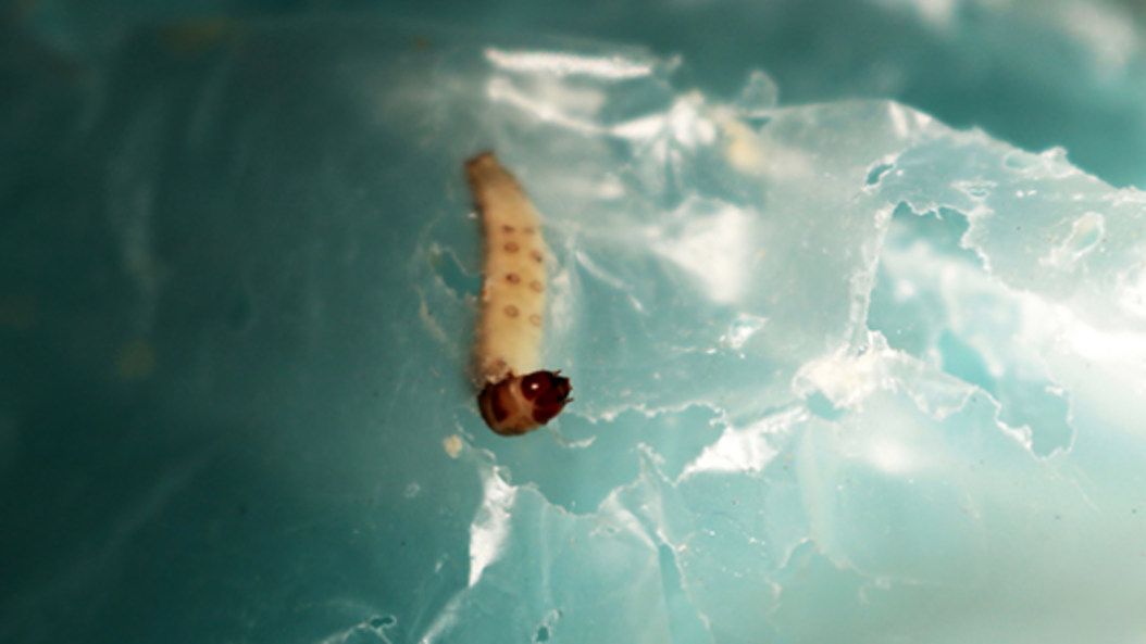 When waxworms eat plastics, the bacteria and enzymes in the worm’s digestive system break down their components in such a way that they can subsequently be used as raw materials for new products. When waxworms eat plastics, the bacteria and enzymes in the worm’s digestive system break down their components in such a way that they can subsequently be used as raw materials for new products. With her Start-up beworm Eleonore Eisath wants to optimize this process to fight the omnipresent plastic pollution. (Image: beworm)